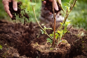 worker properly planting a young tree