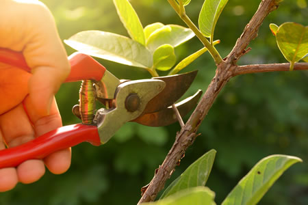 worker properly pruning a shrub