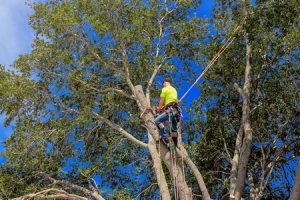 damaged tree limb removal
